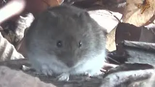 Полевая мышь, рыжая полёвка и дятел / Striped field mouse, bank vole and woodpecker.