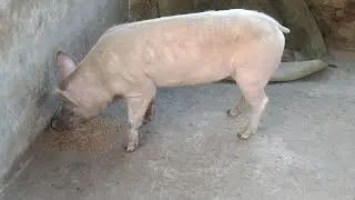 Activities of feeding pigs to help them reach 100 kilograms within 3 months