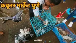 📍Kabutar Market Pune 2025
