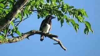 White-eared Barbet, Stactolaema l. leucotis, St. Lucia, South Africa, 30 Nov 2022