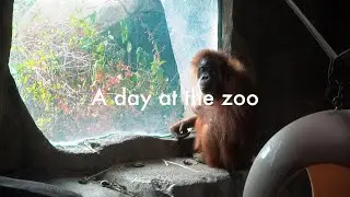 A Day at the Zoo - Fort Worth Zoo
