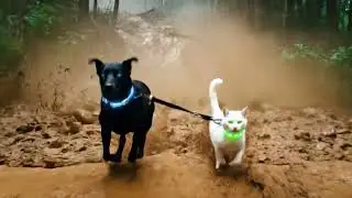 MONSOON SURVIVAL Lumen& Nova &ndash; Cosmic Christmas Series | NNN Cinematic Pets