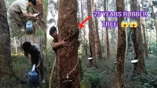 😱25 All RUBBER TREE || IN NAGALAND 🌲🌲 Ashito yimkhiung 