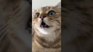 kitten meowing to attract cats