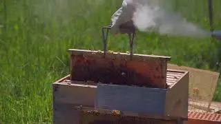Honey Bee Stock Videos | 4K Royalty Free HD Footage Videos | No Copyright Stock Videos