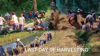 When the Whole Village Joins the Final Harvest||Final Harvest of the Year || Viral uncle.