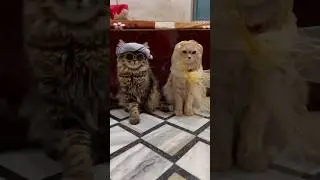 Kya sach mai 😳 #comedvideo #funny #viral #comedy #acting #actress_new_video #moonroja