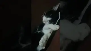 Sleeping Beauty #kitten #cute #cutecat
