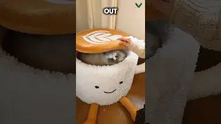 Она превратила кофейную чашку в кошачью лежанку 😻☕