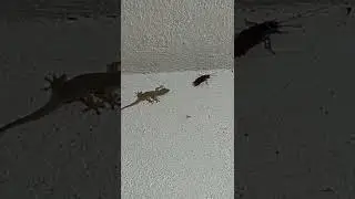 lizard vs cockroach #AVATAR #shorts