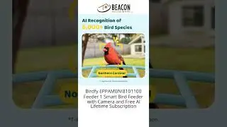 Birdfy EPPAMBNI8101100 Feeder 1 Smart Bird Feeder with Camera and Free AI Lifetime Subscription