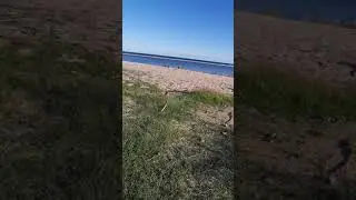 Delta de la Tordera 🦩🦆🐚🦋🐝