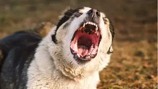 Dog Barking Sound: Realistic Barking Dog to Make Your Dog Bark or Security Use