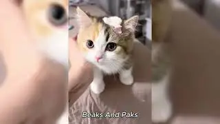 This Cat Is Cute Funny And Completely Unbothered By Humans 😺🐾