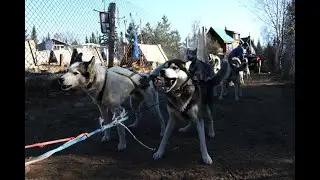 Fall sled dog training with an ATV