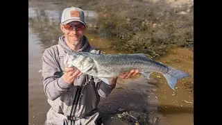 68cm Bass Caught and Released | Proof that bass will take surface lures in chocolate-coloured water!