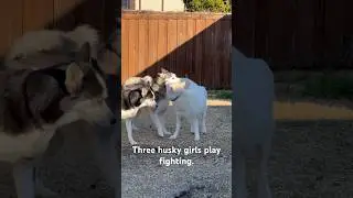 3 huskies wrestling. #huskyrescue #wrestling #petlover #huskyrescue