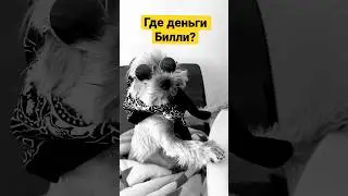 Собачья ломка🔞🦴🤣|ПРИКОЛ#shorts#tiktok #йосивуди#dog#comedy