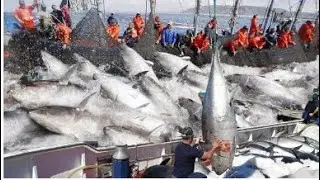 How Tuna Fish Is Caught & Processed   How It's Made Canned Tuna