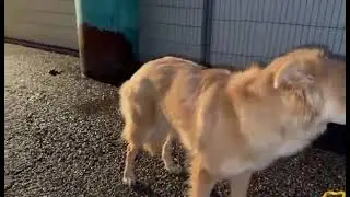 20241214 RESCUED FORMER BULGARIAN STRAY DOGS KRASNA AND MATES ARRIVED IN NETHERLANDS