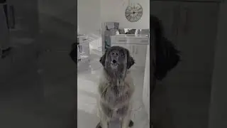 WHAT DO YOU THINK THE LEONBERGER IS ASKING #shorts #dog #funny