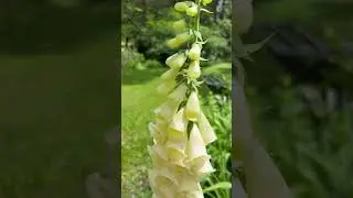 Check out my Foxglove! #foxglove