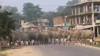 Elephant road crossing dangar elephant video 
