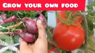 You don't need alot of space to grow your own food. #at home. 