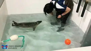 【海遊館】ワモンアザラシのミゾレと掃除