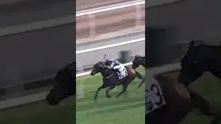 3 LADY'S CHOICE   J McDonald #JMcDonald #JamesMcDonald #McDonald #Racing #Sport #Shorts #賽馬短片
