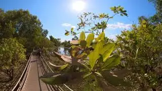 Yellow Water Boardwalk