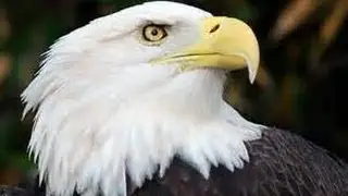 CUTE BEAUTIFUL VIDEO EVER AMERICAN BALD EAGLE NESTING EAGLETS watch in HD Full Screen