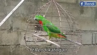 Suara pikat serindit ini semakin gacor buat bawa mikat