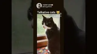 cat ke funny carnamay #funny #shorts