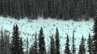 A Great Time Snowmobiling with White N Wild Snowmobile Tours~Golden, BC!