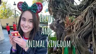 Animal Kingdom and Epcot at Disney World with 35% percent capacity