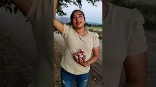Encontramos este &aacute;rbol lleno de pinzanes