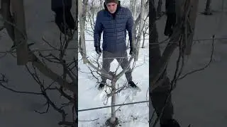 Удаляю вертикальные побеги на груше