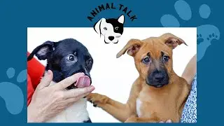 Heart of Rhode Island's Mission | Animal Talk