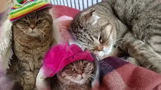 What a wonderful day it was #interesting #cat #cute #cats #kitten 