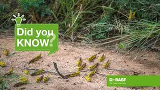 Did you know every 1&deg;C rise in temperature could increase insect pest pressure by up to 25%?