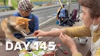 San-chan had a tea time with Oba-chans in rural area in Kyoto 🍵🐾 #day145