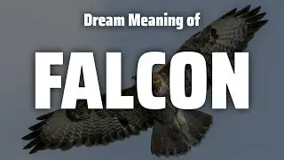 Falcon Dream Meaning & Symbolism