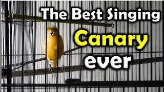 Canary Singing | The Best singing Canary ever | Birds Mentor 🔥 🔥 🔥