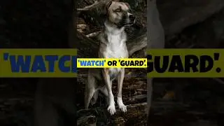 Security dog training #dog #pets