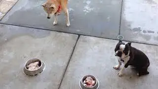Boston and Shiba eating raw chicken