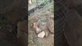 How to make cheapest tree guard