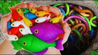 Catch beautiful aquarium fish in small pond baby turtles, eel, frog, pencil fish, nemo fish,catfish🐠