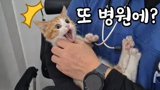#36 또 병원에 간 아기고양이 3남매 그리고 외출