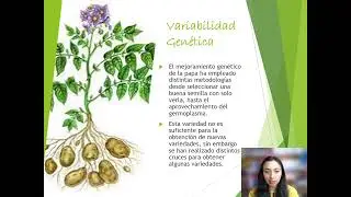 USO DE MUTAGENOS EN EL MEJORAMIENTO DE LA PAPA Solanum tuberosum L^